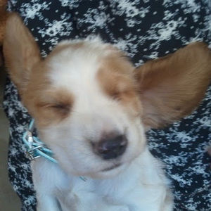 Meet your Posher, Arju